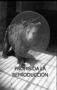Osos de Madrid
