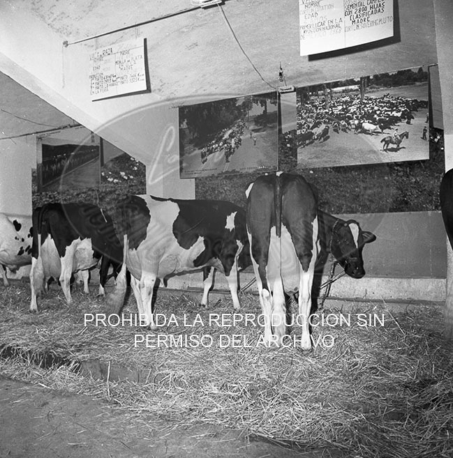 Feria del Campo 1968